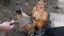 l👀k at OPF_s worms 🤭 #chickens #worm #eating