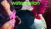 I see faces 🍉 #chicken #watermelon #funny #fypage