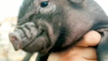 piglet 🥹❤️ #piglet #pig #cute