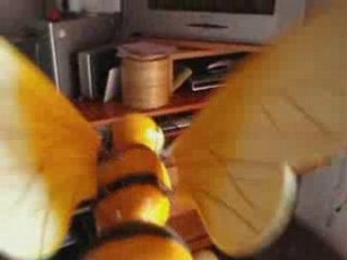 Coxy Homère et Cradoc : brevet commando août 2008