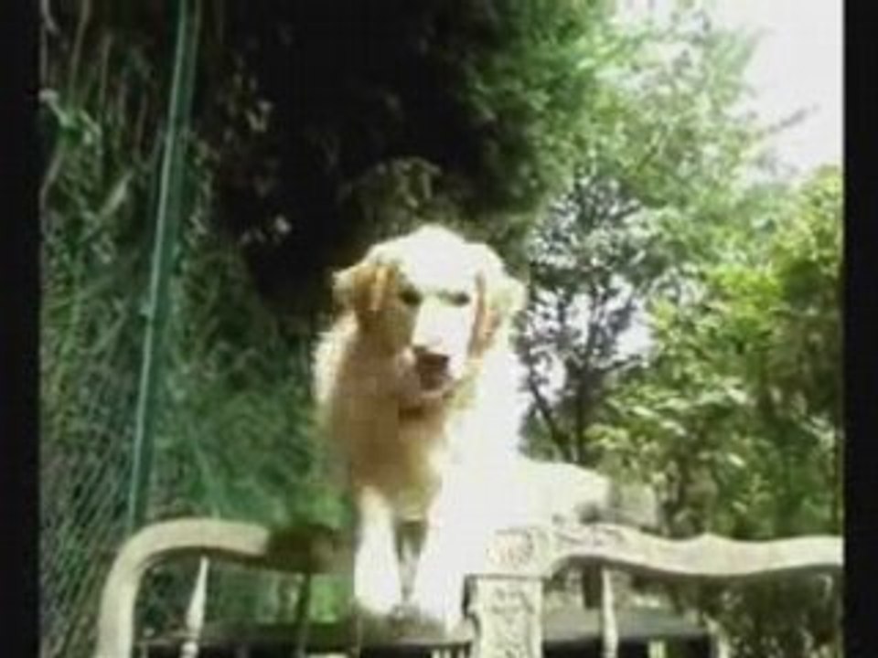 Montage animaux