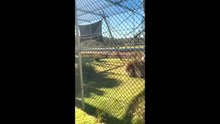 Tasmania Zoo