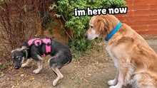 Golden Retriever Meets a Completely Shut Down Puppy for the First Time