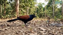 Bìm Bịp Săn Rắn Chiến Thuật Đằng Sau Một Cuộc Phục Kích  Phim Tài Liệu Động Vật Hoang Dã