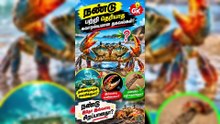 இந்த வீடியோவில் நண்டுகள் (Crabs) பற்றிய சுவாரஸ்யமான தகவல்களை தமிழில் எளிமையாக அறிந்து கொள்ளலாம்.  🌊 கடல் வாழ் உயிரினங்களில் நண்டுகள் மிகவும் வித்தியாசமானவை.  🦀 அவற்றின் வாழ்க்கை முறை, உணவு பழக்கம், உடல் அமைப்பு, மற்றும் சுவாரஸ்யமான விஷயங்களை இந்த வீடியோ
