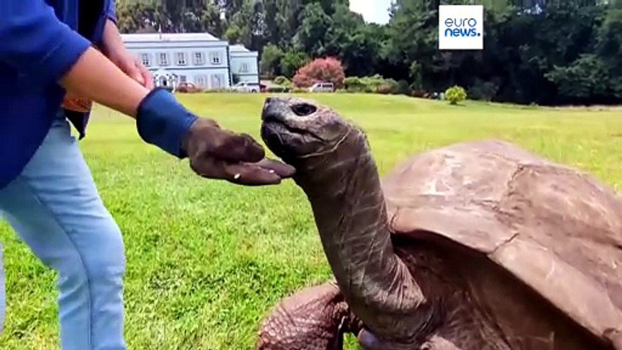 Jonathan, 194 Jahre alt und die älteste noch lebende Landschildkröte der Welt