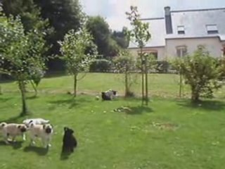 Quand les loulous s' amusent