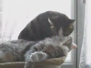 Joyeux anniversaire Calypso - Moments de tendresse (5)