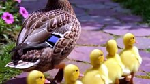 Run, Little Duckling, Run! 🐤😂 #cute #funny #animals #ducklings