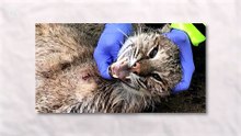 ¡El lince que ni víboras ni venados se atreven a enfrentar!