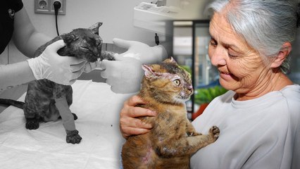Orman yangınında vücudunun yüzde 40'ı yanan kedi 'Luna', yaşam savaşını kazandı