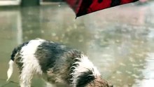 🥹 Soaked Puppy Crawls Under Her Umbrella — Safe at Last 🐾
