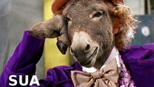 QUANDO você erra o óbvio 🤦‍♂️  -  #willywonka #sarcasmo #fyp #relatable #trabalho