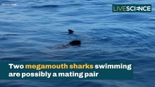 Rare Megamouth Sharks Sighting