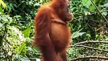 बेचारा Orangutan || आचार्य प्रशांत