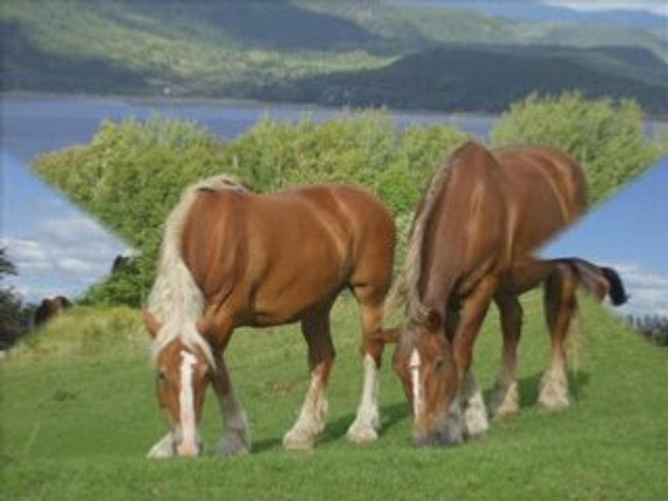 Des Chevaux de Couleurs .