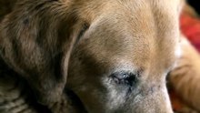 Blind Rescue Dog Hears His Adopter's Voice for the First Time 🥹🐾