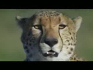 CORAN Sheykh Hudheifi (Ayat Al Kursiy)