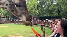 Jirafa se enoja