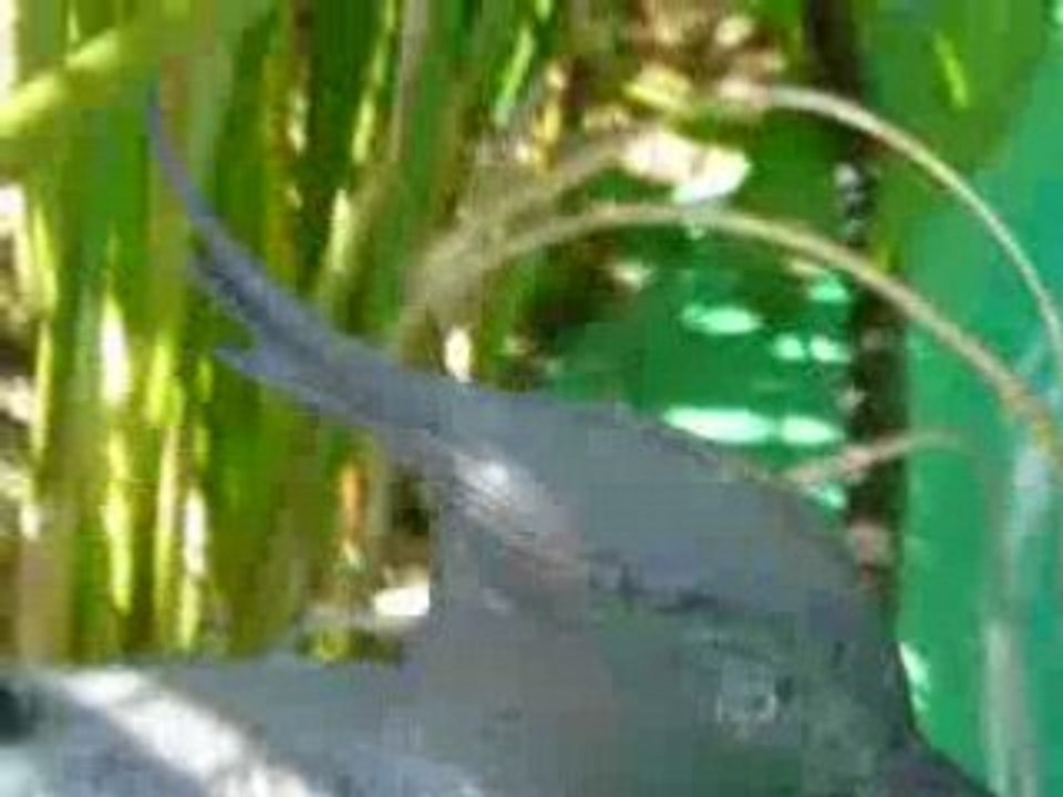 PetS shop - aveC Sonia & Jenna