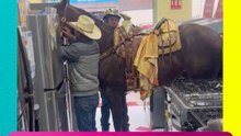 ¡Un caballo entra a una tienda de electrodomésticos y causa DESTROZOS!