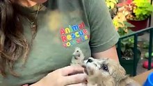 Rescue Puppy Falls Asleep Mid-Play on Volunteer's Lap 🥱🐾