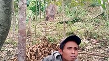 Ketawa