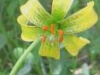 Zedek Mouloud Lemmer