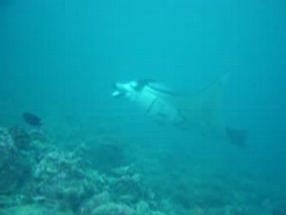 103Maldives_Mantas