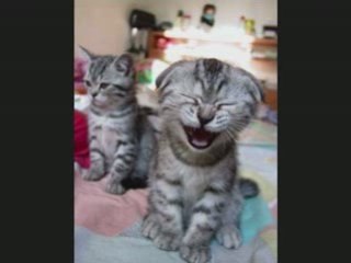 SAID RAMI REGGADA MUSIC