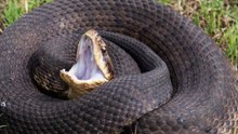 Cottonmouth Snake Caudal Luring