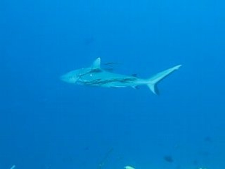 0099Grey_Shark_fishnet