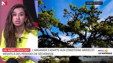 Sciences & nous : zoom sur l´extraction de l´huile d´argan