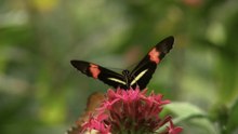 A closer look at the San Diego Zoo's butterfly jungle expansion