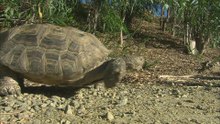 Meet Trucker: Desert tortoise with 30 years at Utah's Hogle Zoo and a scheduled checkup