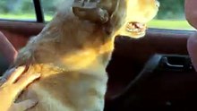 Rescue Dog's First Car Ride Home 🚗🐾 Nose Out the Window, Heart Full