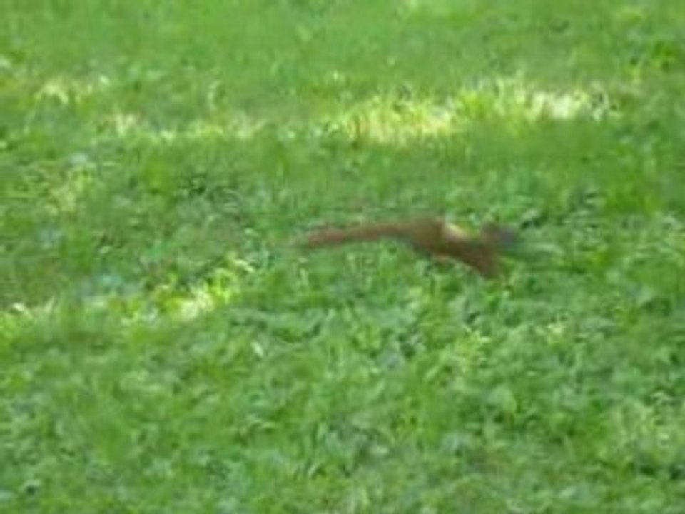 écureuils bois coulonges quebec fun