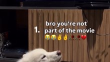 Top 5 funny dog videos 😂