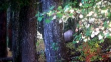 Hunting Elk | The First Arrow Failed, the Second Delivered #usa #wildlife #elk #hunting