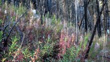 Hunting Elk | A Bull at Less Than 20 Yards   #usa #wildlife #elk #hunting