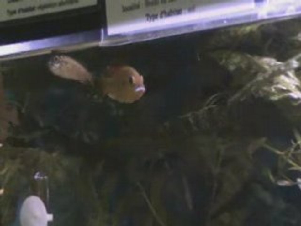 Pseudocrenilabrus multicolor victoriae