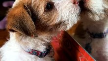 Tiny Rescue Puppy Sees His Reflection for the First Time 🐾