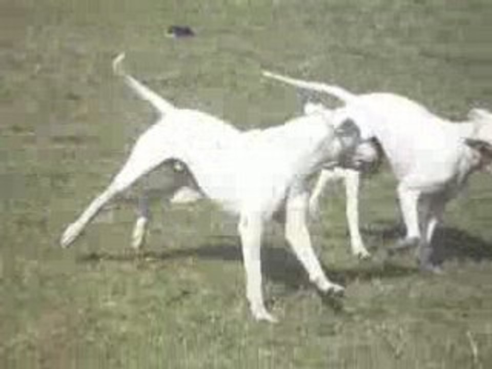 Abril et blanco 2