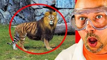 Animales híbridos INCREÍBLES que SÍ existieron!