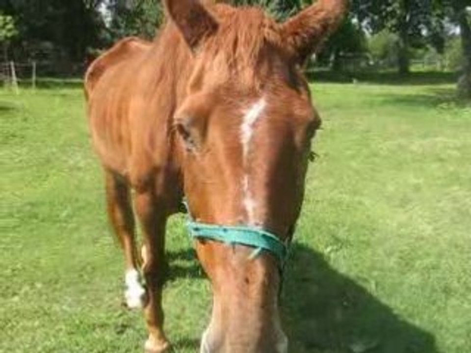 le cheval a mon gran pere