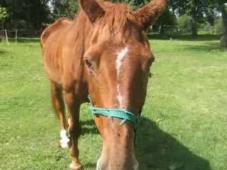 le cheval a mon gran pere