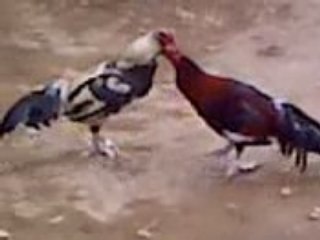 galpon bonietk - los organos - piura