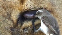 Devil eye of Loin 🔥🔥// Tiki tiki ( super slowed) #animals #lion #wildlife