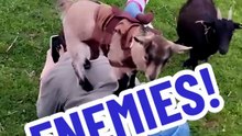 Petunia is a slay queen 👑🐐✨ #goat #funny #cute #fypage