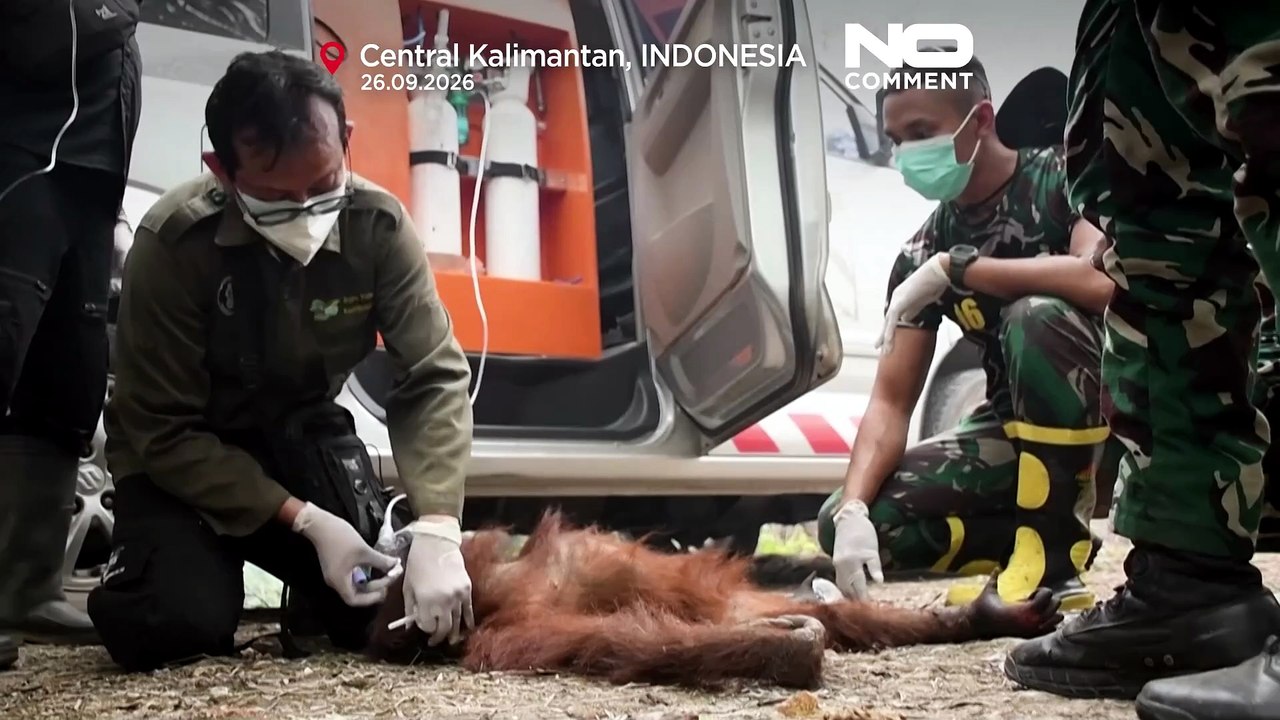 Indonesien: baby-orang-utan aus borneo-bränden gerettet, lebensraum schwindet